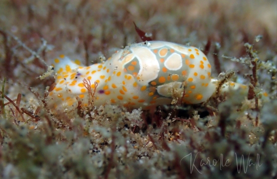 Haminoea cymbalum, Cymbal Bubbleshell