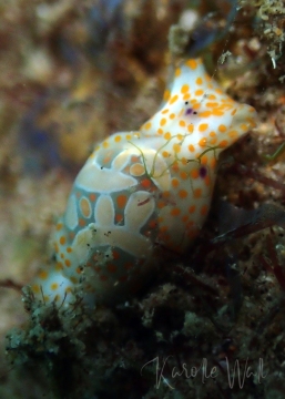 Haminoea cymbalum, Cymbal Bubbleshell