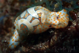 Haminoea cymbalum, Cymbal Bubbleshell Haminoea cymbalum, Cymbal Bubbleshell