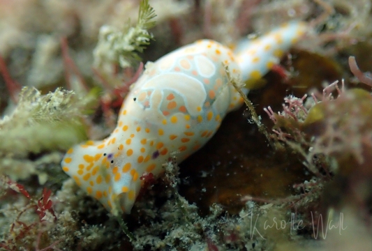 Haminoea cymbalum