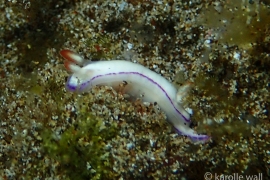 Danielle's Nudibranch Danielle's Nudibranch