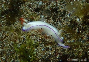 Danielle's Nudibranch