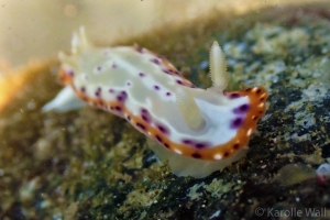 Goniobranchus decorus