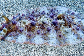 Dendrodoris tuberculosa Dendrodoris tuberculosa