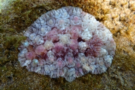 Dendrodoris tuberculosa