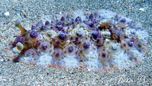 Dendrodoris tuberculosa