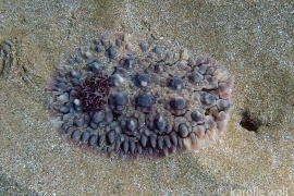 Dendrodoris carbunculosa Dendrodoris carbunculosa