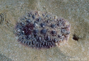 Dendrodoris carbunculosa