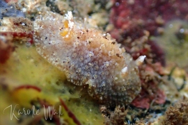 Carminodoris bifurcata Carminodoris bifurcata