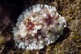 Dendrodoris-krusensternii Dendrodoris-krusensternii