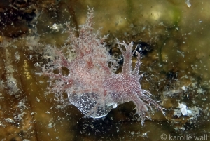 Dendronotus albopunctatus