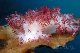 Red Dendronotid, Dendronotus rufus Red Dendronotid, Dendronotus rufus