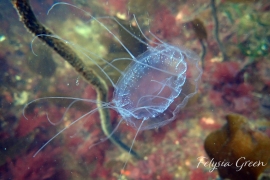 Dinner Plate Jelly, Solmissus sp. Dinner Plate Jelly, Solmissus sp.