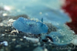Doris Pecten Near Food Sponge Doris Pecten Near Food Sponge