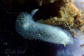 Doris Sp. 1? Doris Sp. 1?