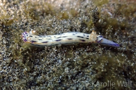 Hypselodoris bertschi Hypselodoris bertschi