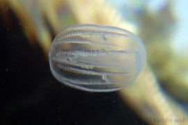 Dryodora glandiformis Dryodora glandiformis