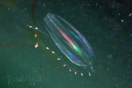 Oval-shaped Gooseberry Jelly, Euplokamis dunlapae Oval-shaped Gooseberry Jelly, Euplokamis dunlapae