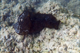 Dolabella auricularia, Giant or Eared Sea Hare Dolabella auricularia, Giant or Eared Sea Hare