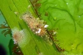 Palio zosterae Palio zosterae