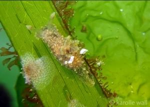 Palio zosterae