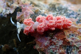 Favorinus japonicus, Egg Eating Nudibranch Favorinus japonicus, Egg Eating Nudibranch