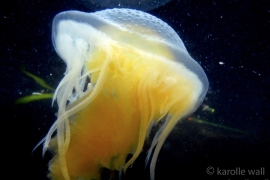 Egg Yolk Jelly, Phacellophora camtschatica Egg Yolk Jelly, Phacellophora camtschatica