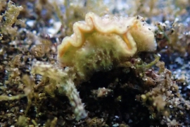 Elysia degeneri Young Elysia degeneri Young