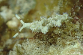 Lobed Elysia, Elysia lobata Lobed Elysia, Elysia lobata