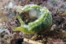 Elysia nealae Elysia nealae