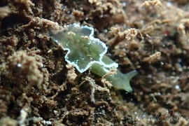 Elysia obtusa -- digestive glands visible Elysia obtusa -- digestive glands visible