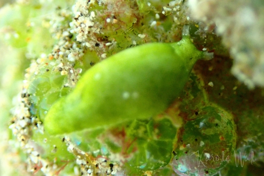 Elysia pusilla