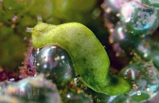 Elysia pusilla