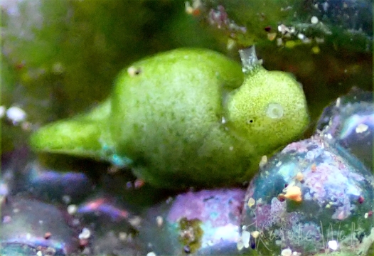 Elysia pusilla
