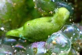 Elysia pusilla Elysia pusilla