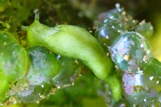 Elysia pusilla