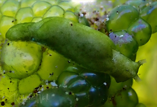 Elysia pusilla