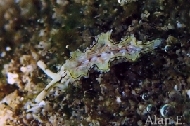 Elysia sp. #2 Elysia sp. #2