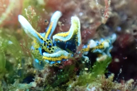 Iridescent Elysia, Elysia sp. #9 Iridescent Elysia, Elysia sp. #9