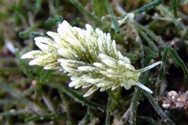Ercolania Sp. #7 Ercolania Sp. #7