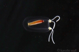 Red Sausage Jelly, Euphysa sp.# Red Sausage Jelly, Euphysa sp.#