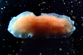 Coral Spotted Euryleptid or Pericelis Coral Spotted Euryleptid or Pericelis