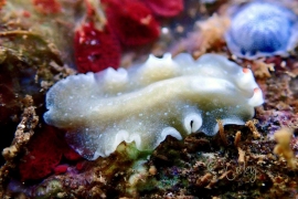 Euryleptid Sp ? Euryleptid Sp ?