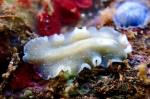 Euryleptid Sp ?