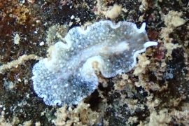 Euryleptid sp.?? Euryleptid sp.??