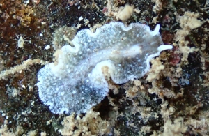 Euryleptid  sp.??