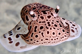 Euselenops luniceps Euselenops luniceps