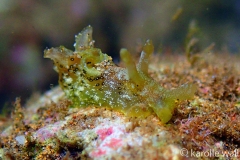 Eyed Sea Hare, Aplysia oculifera