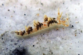 Facelinella semidecora Facelinella semidecora