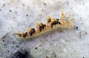 Facelinella semidecora